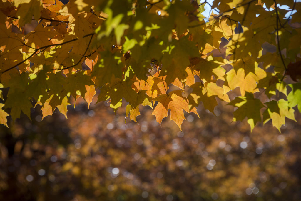 Fall leaves