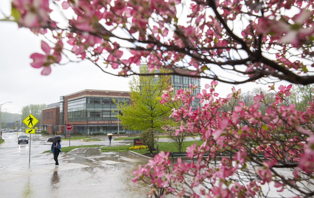 Peterson Family Health Sciences Hall on the Fairfax Campus with blossoms in the springtime. photo by Evan Cantwell/Creative Services